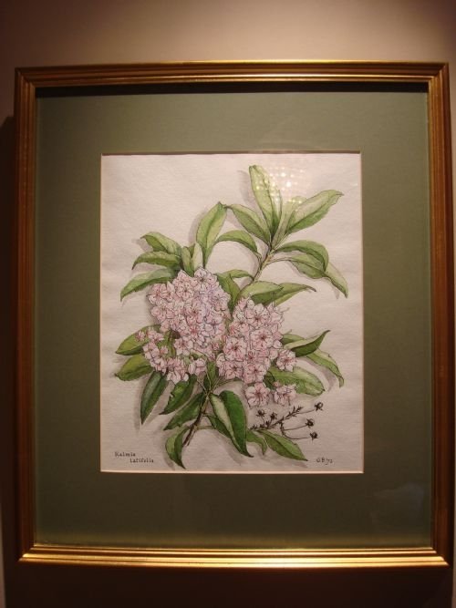 20thc original botanical watercolour painting signed dated and framed